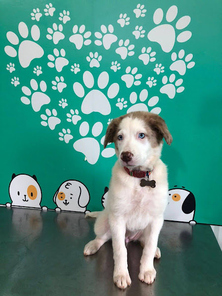 VETSTOP clínica veterinária