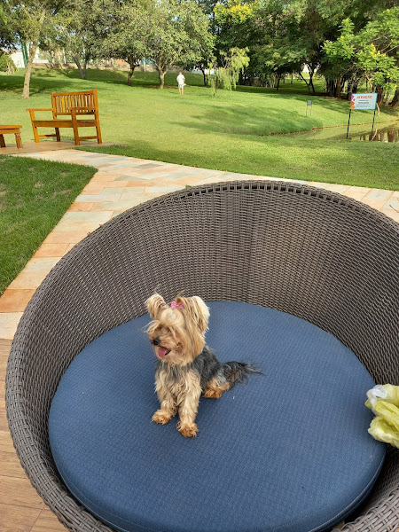 Clínica Veterinária Puppy Love Clínica Veterinária Puppy Love