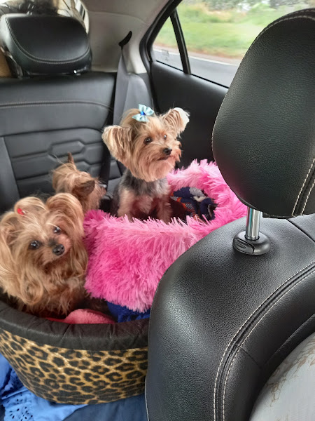 Foto 1 Clínica Veterinária Puppy Love