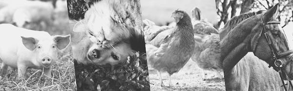 Laboratório São Camilo Veterinária - Pet