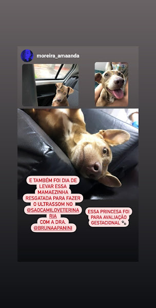 Foto 2 Laboratório São Camilo Veterinária - Pet