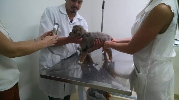 Foto 3 Animal Center - Norte Sul