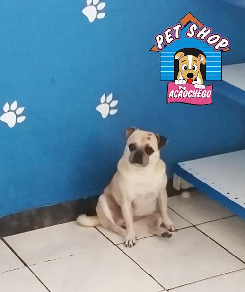 Foto 1 Pet Shop Acãochego