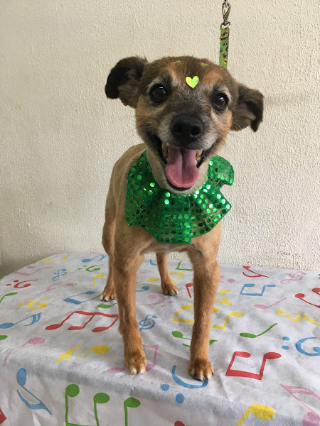 Foto 2 Petshop Taquaral