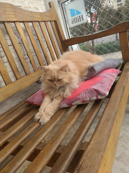 Foto 1 Pet Shop Dogs Ville