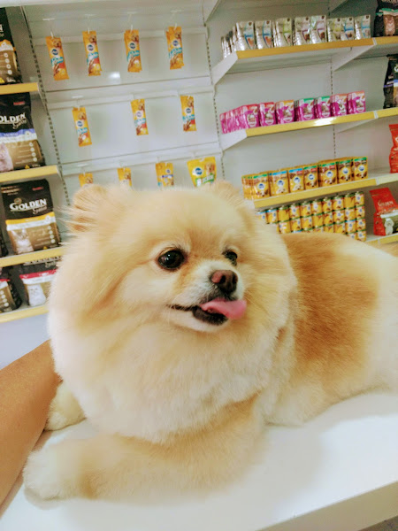 Foto 2 Pet Shop Dogs Ville