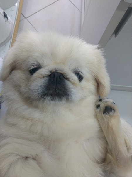 Foto 3 Pet Shop Dogs Ville