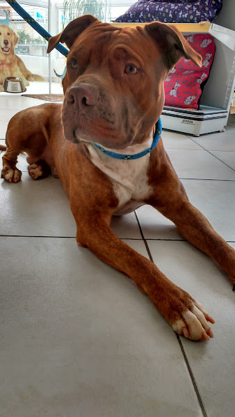 Foto 4 Pet Shop Dogs Ville