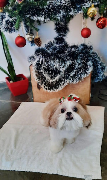 Animal Center - Castelo