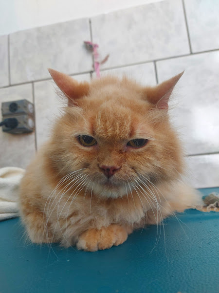 Foto 1 Animal Center - Castelo