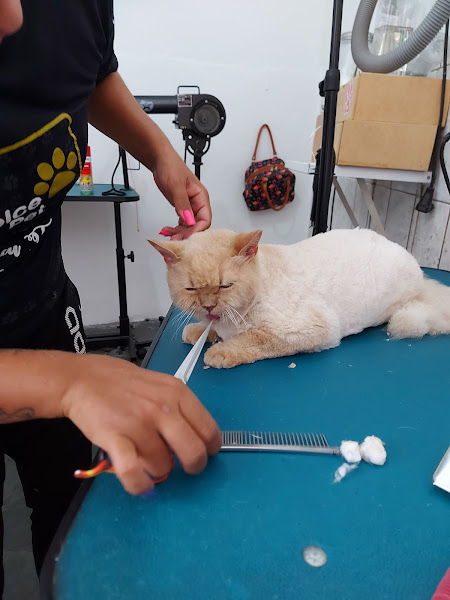 Foto 2 Animal Center - Castelo