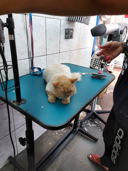 Foto 3 Animal Center - Castelo