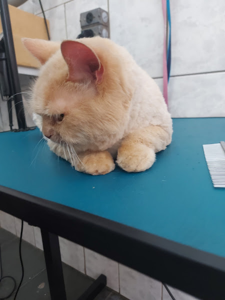 Foto 4 Animal Center - Castelo