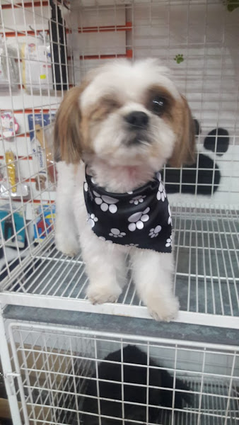 Foto 2 PET SHOP ACCAHPET