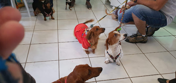 Doglândia e Vet Terapia