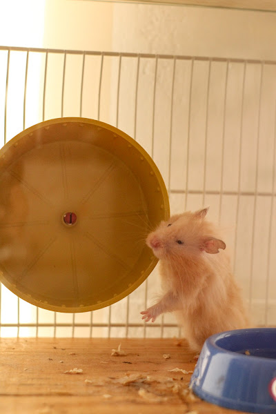 Foto 2 NaturalEco Pet Shop