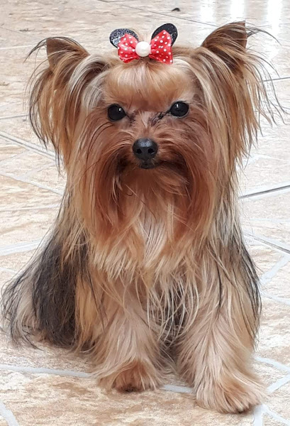 Foto 3 Pet Shop e Banho e Tosa AmoBicho.com