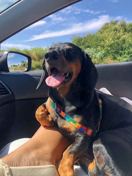 Foto 2 Clinica Veterinária Popular Cat&Chorro