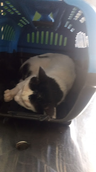 Foto 3 Clinica Veterinária Popular Cat&Chorro