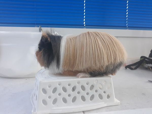 Foto 1 Pet Shop Rhodia