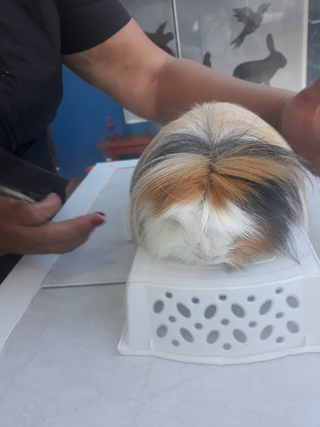 Foto 2 Pet Shop Rhodia