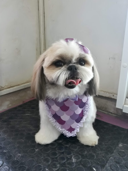 Foto 3 Pet Shop Rhodia