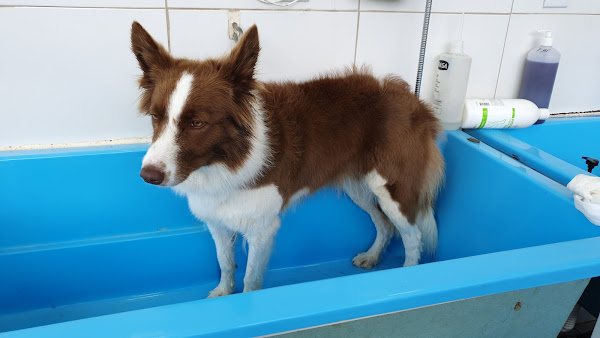 Foto 4 Pet Shop Rhodia