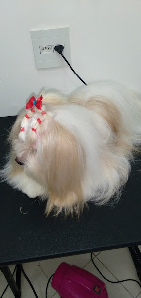 Foto 1 Pet Shop & Cia - Taxi Dog