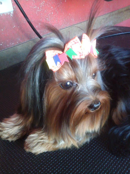 Latidos e Miados Pet Shop