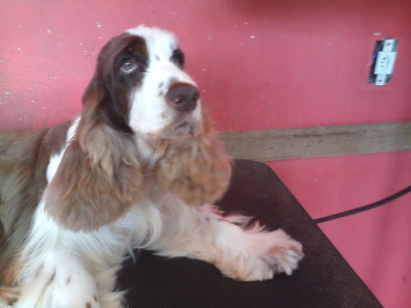 Foto 1 Latidos e Miados Pet Shop