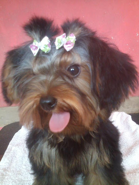 Foto 2 Latidos e Miados Pet Shop