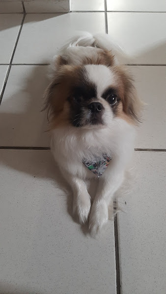 Foto 3 Latidos e Miados Pet Shop