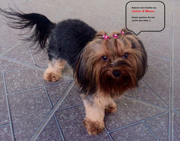 Foto 4 Latidos e Miados Pet Shop