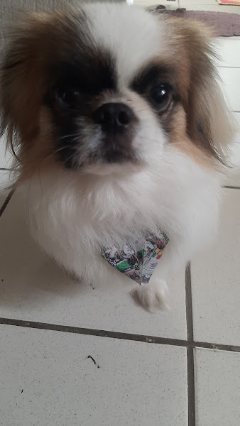 Foto 5 Latidos e Miados Pet Shop