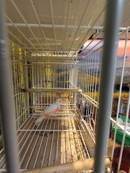 Foto 1 Cobasi Campinas Iguatemi