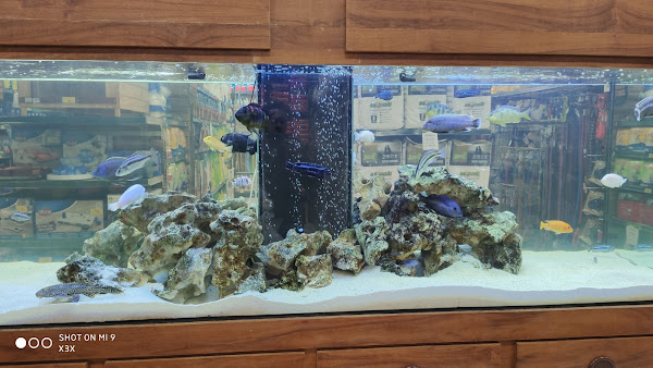 Foto 5 Cobasi Campinas Iguatemi