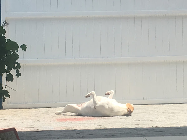 Foto 1 Pet Center Comercial Ltda