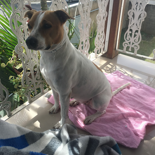 Foto 2 Pet Center Comercial Ltda