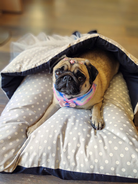 Foto 2 Padaria Pet Campinas