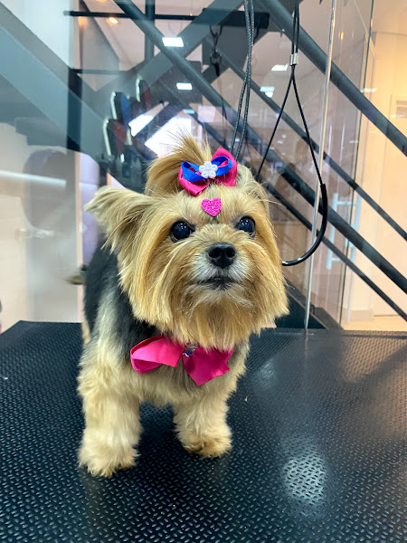 Foto 3 docg Campinas