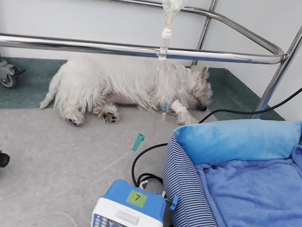 Foto 5 Cobasi Galleria