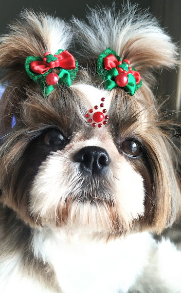 Foto 3 Special Pet Shop