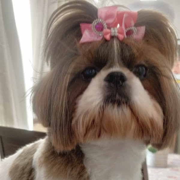 Foto 4 Special Pet Shop