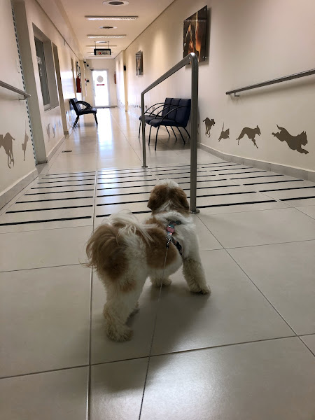 Hospital Veterinário Estimma