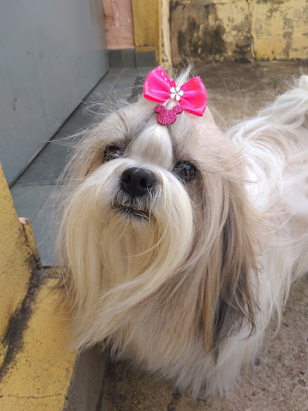 Cão Capricho Pet Shop - Dra. Fernanda