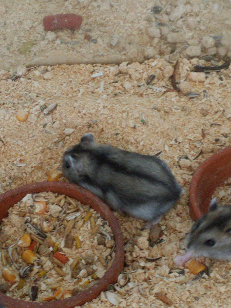 Foto 2 Agrobel Vila Mimosa