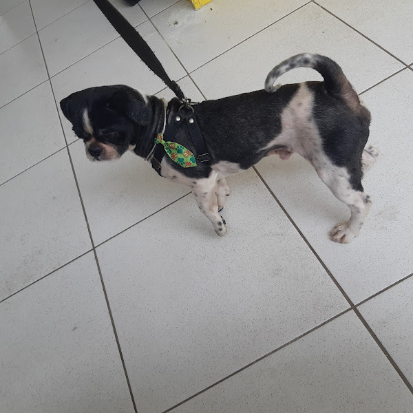 Foto 3 Agrobel Vila Mimosa