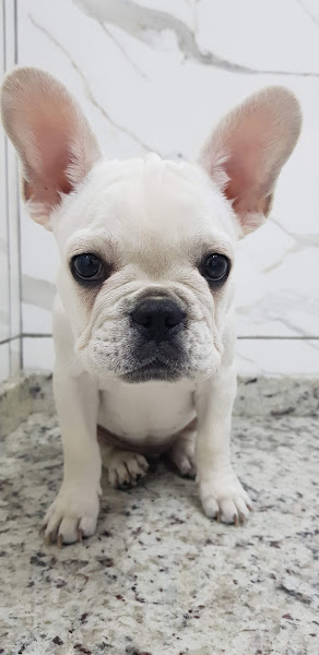 Foto 1 Skoob Pet Shop