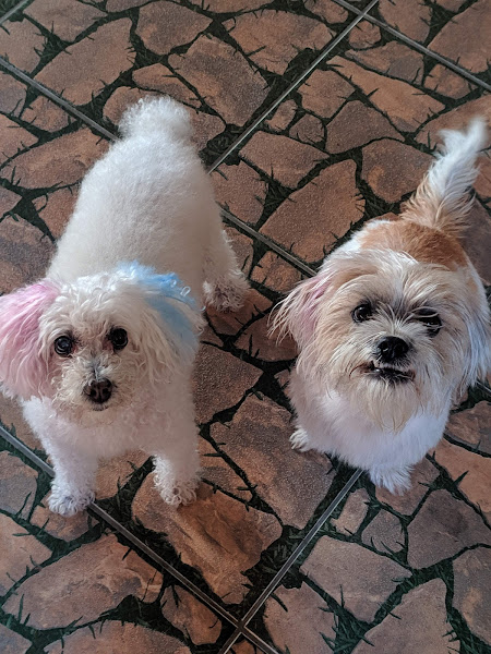 Foto 2 Banho e Tosa Chictosa