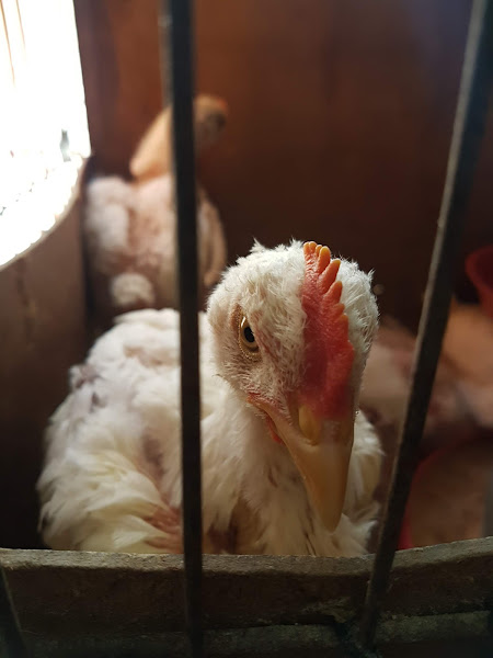 Foto 3 Banho e Tosa Chictosa